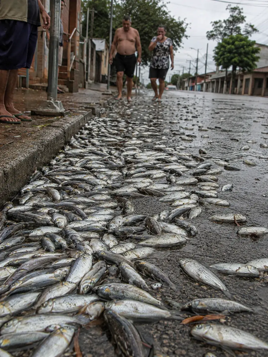 Rua molhada coberta por centenas de peixes após tempestade, com moradores ao fundo